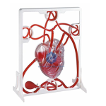 Human Heart, Pumping